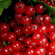 Саженец Красная смородина Дарница в контейнере